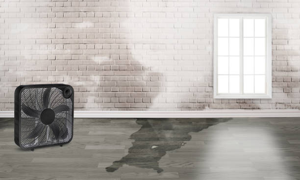 Best Sewage cleanup and water damage restoration  in Hampden Sydney, VA